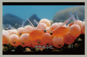 CoNETS