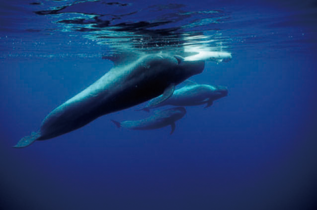 クジラの様子